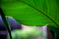 Leaf with rain