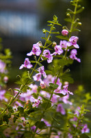 Flowers portrait